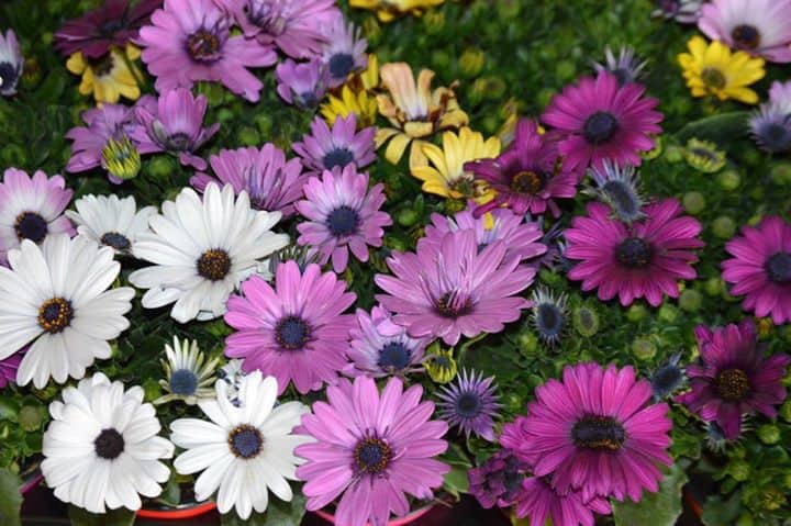 Διμορφοθήκη